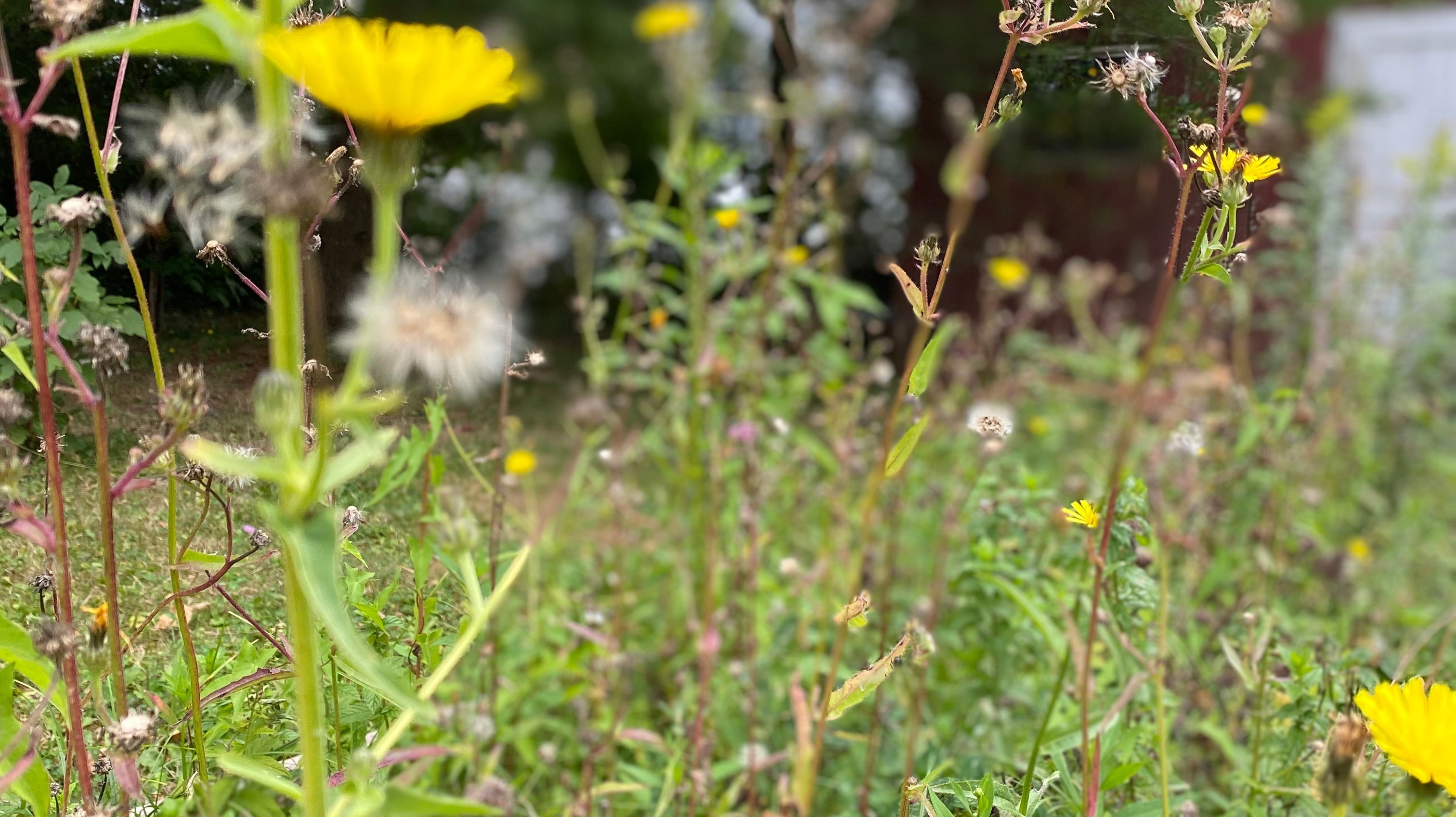 Rose Polla Llewellyn