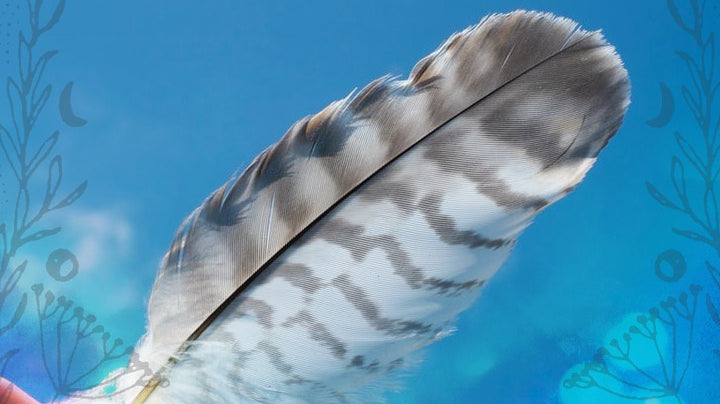 Birds of a Feather, Yadda, Yadda, Yadda