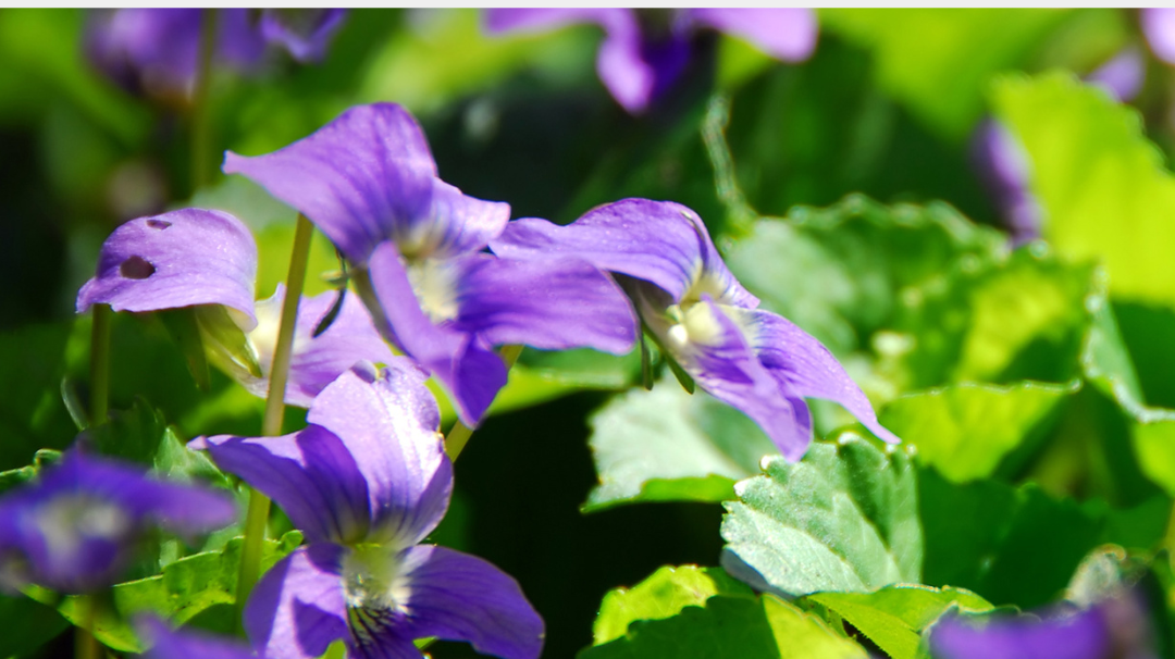 Welcoming the Spring Equinox: A Flower Water Ritual for Renewal 🌸✨