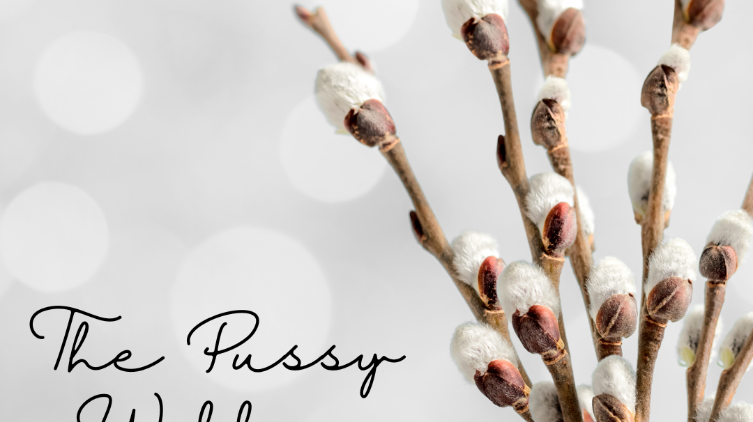 The Spiritual Meaning of Pussy Willow: A Symbol of Renewal, Intuition, and Protection