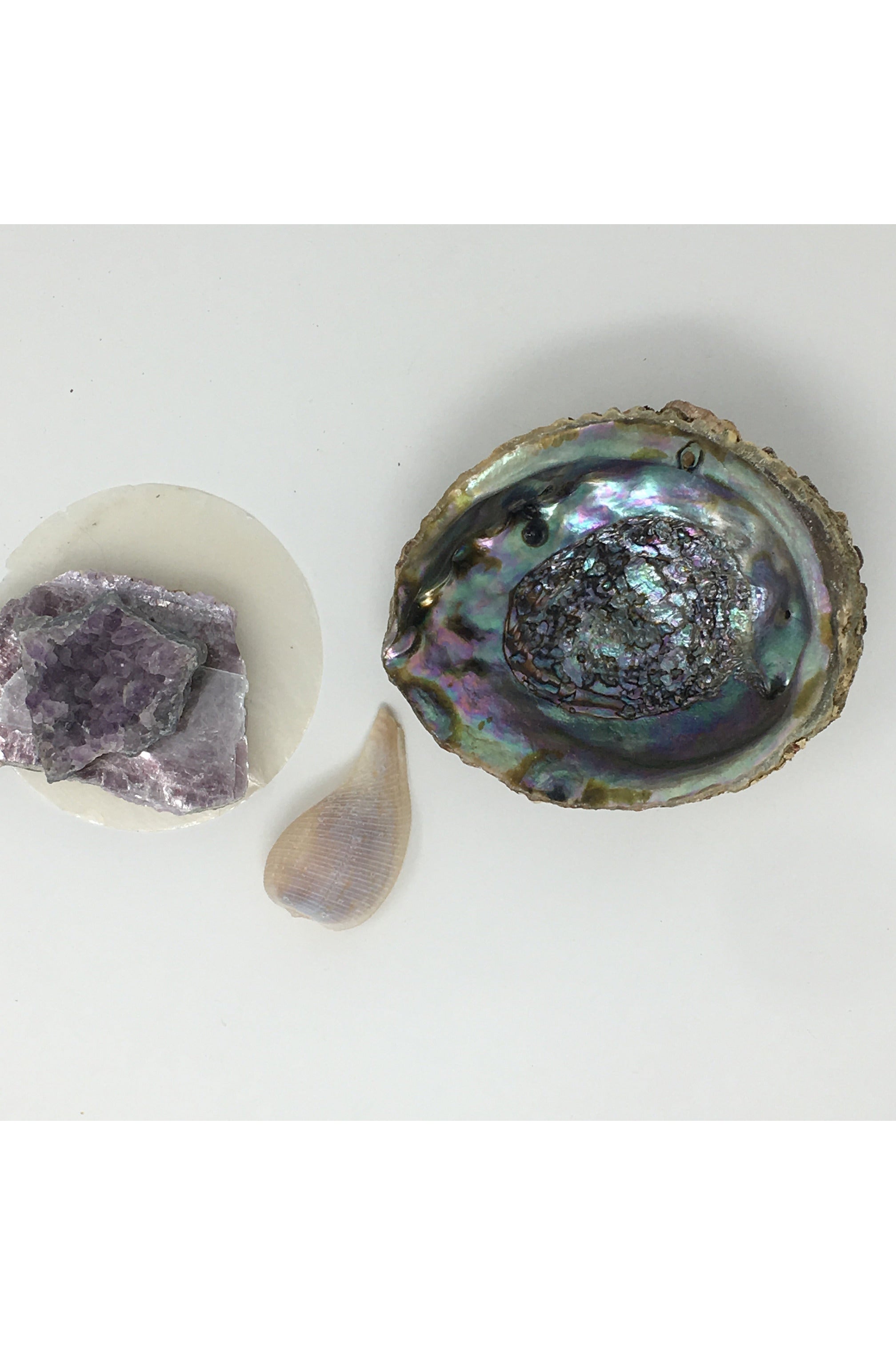 Extra Large 5"-6" Abalone Shell Majestic Hudson Lifestyle Incense and candles