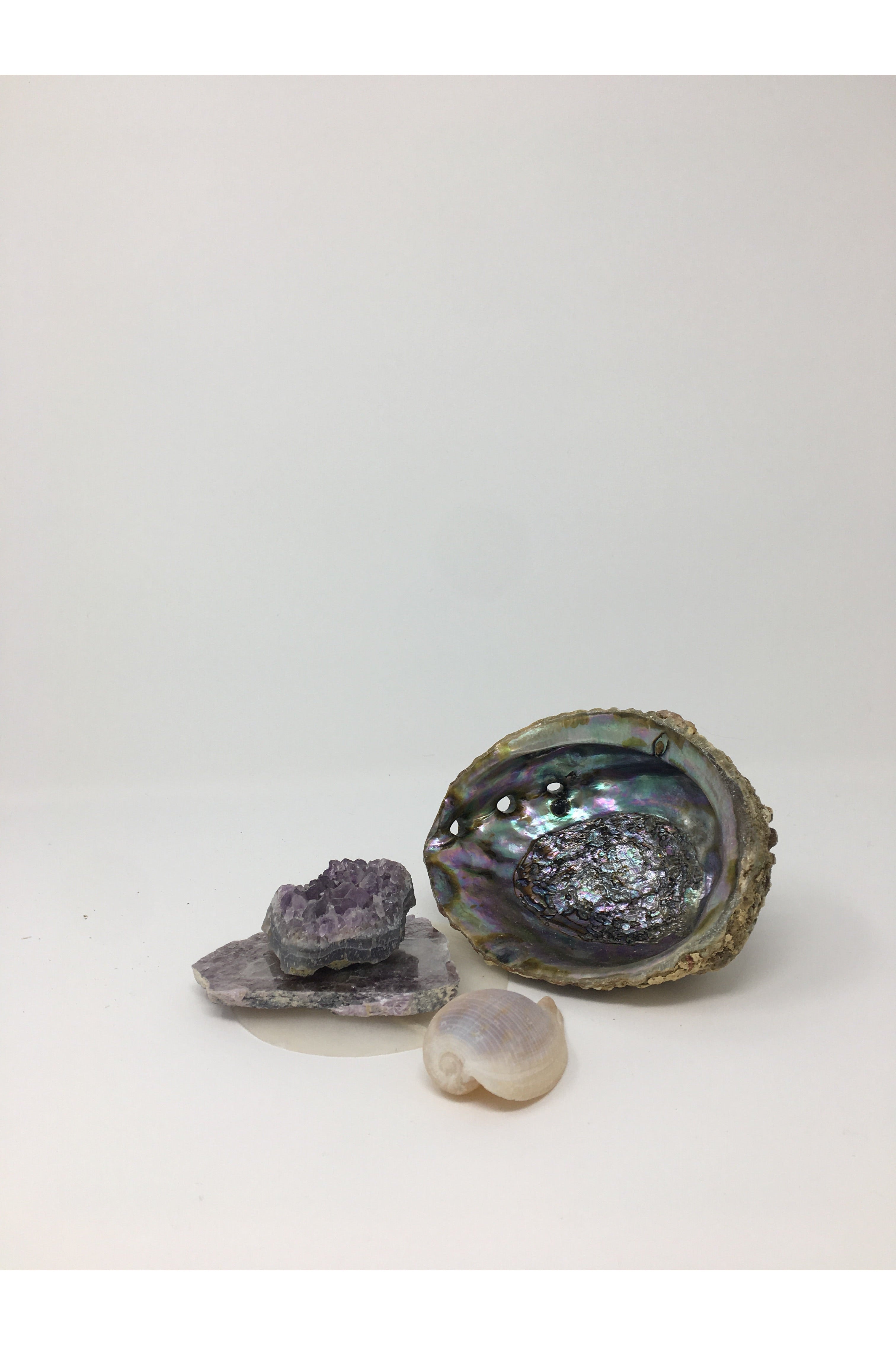 Abalone Shell Majestic Hudson Lifestyle Incense and candles