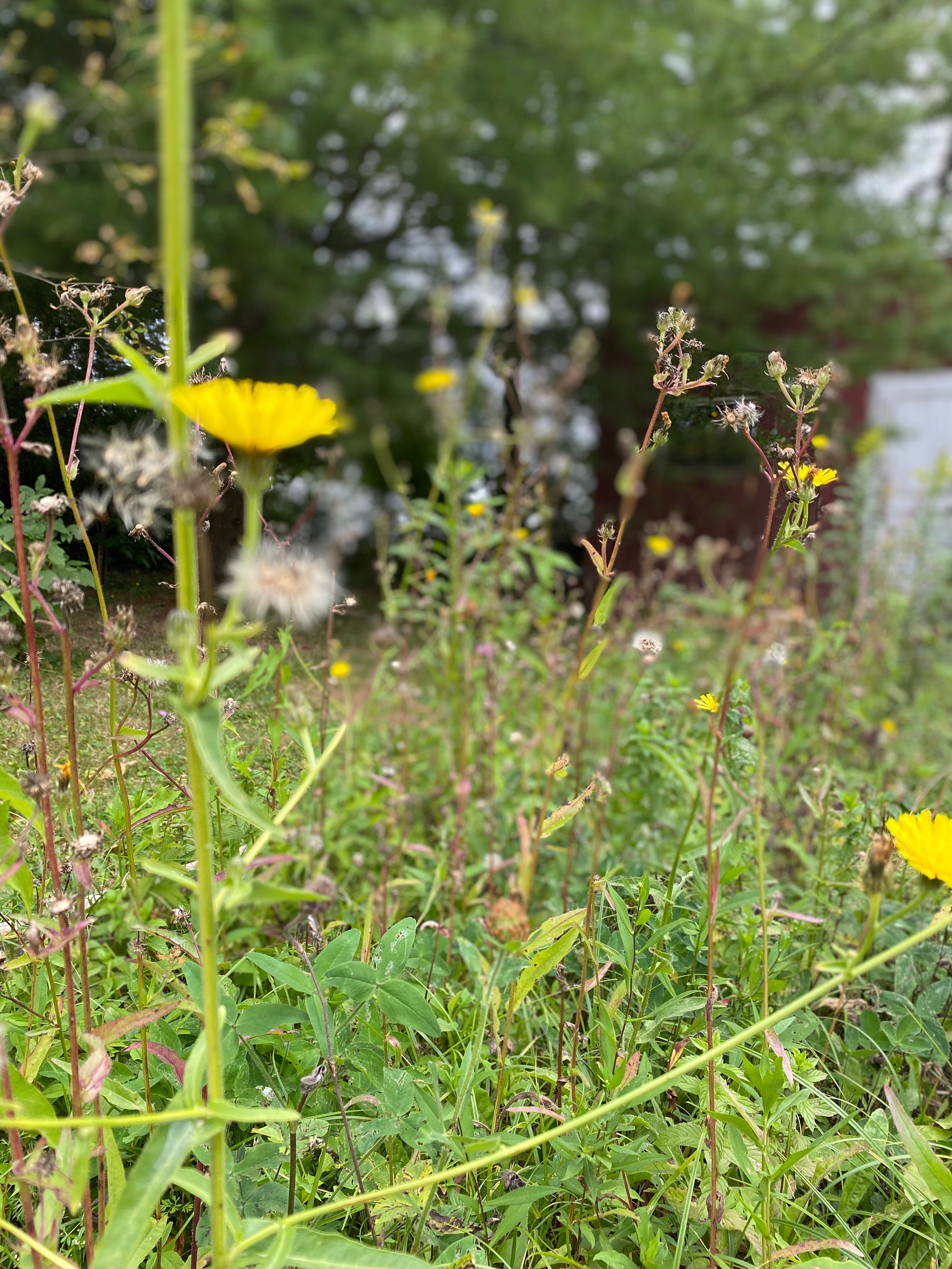 Rose Polla Llewellyn