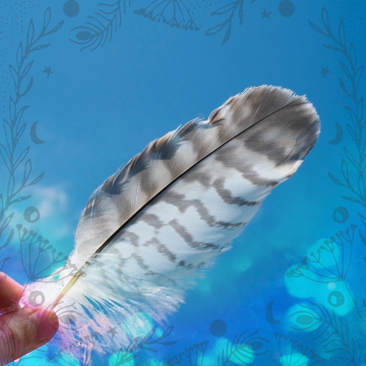 Birds of a Feather, Yadda, Yadda, Yadda