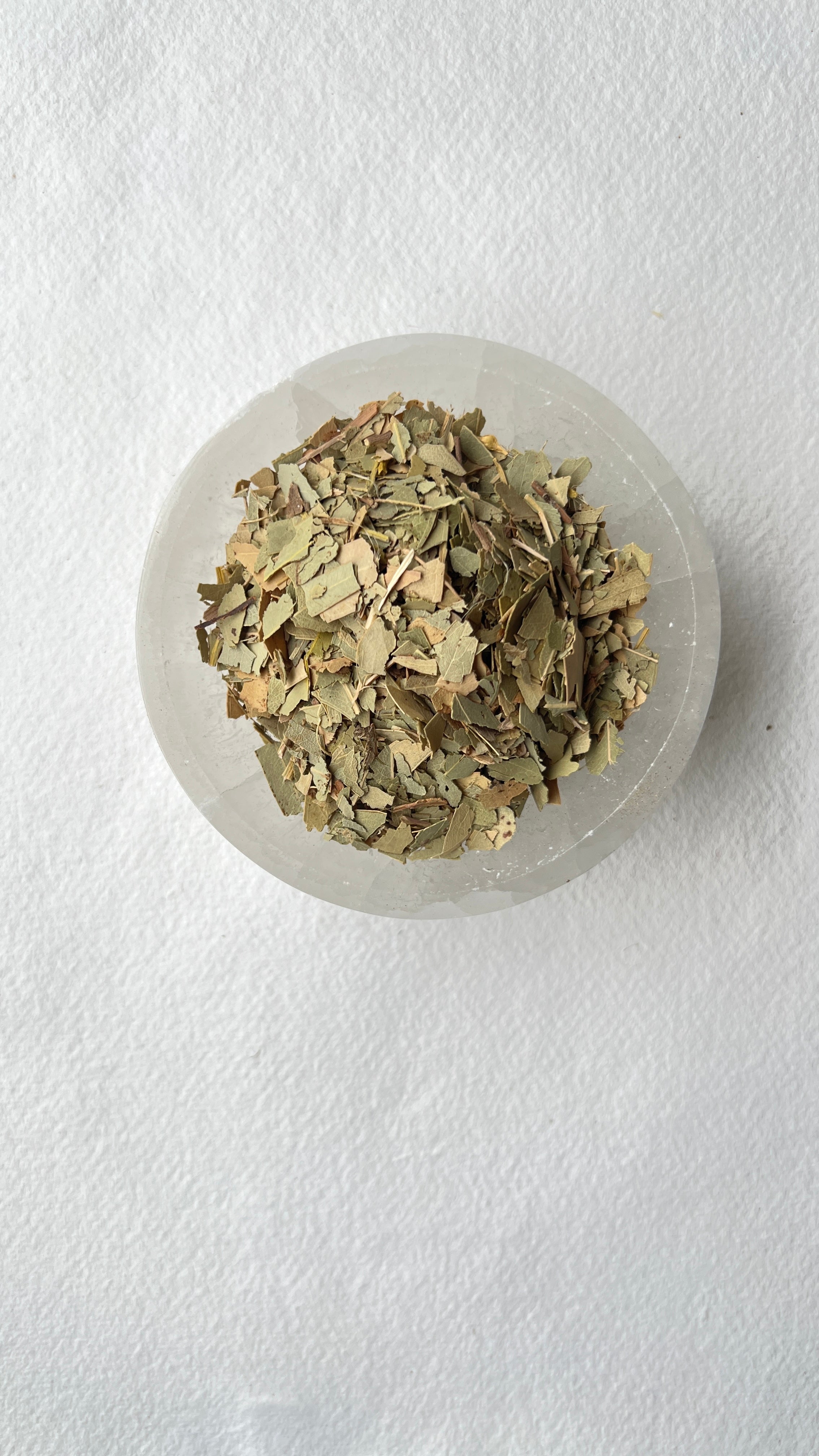 Eucalyptus Majestic Hudson Lifestyle