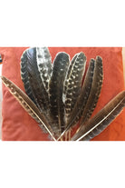 Barred Wing Feather Majestic Hudson Lifestyle Incense and Candles