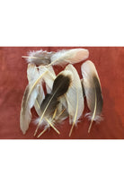 Natural Gray Goose Feather Majestic Hudson Lifestyle