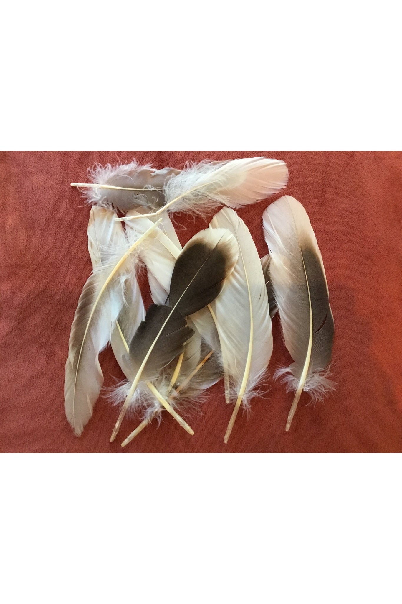 Natural Gray Goose Feather Majestic Hudson Lifestyle Experiences